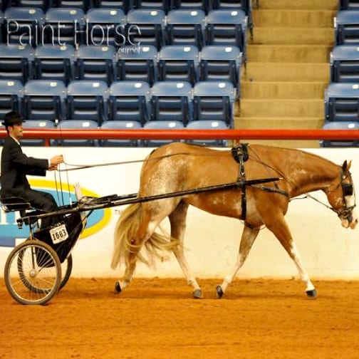 GoHorseShow Painter & Ill Be Sensational Win Top Awards at APHA World