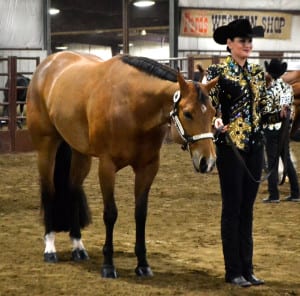 showmanship Gordyville