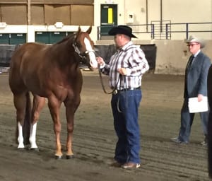 The husband of seasoned amateur Kathryn deVries, Cody made his first venture into the show pen with trainer Rose Santos' mothers horse, Happy Hour. 