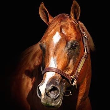 GoHorseShow - Olivia Hoecker's Beloved Congress Champion Sire Mr