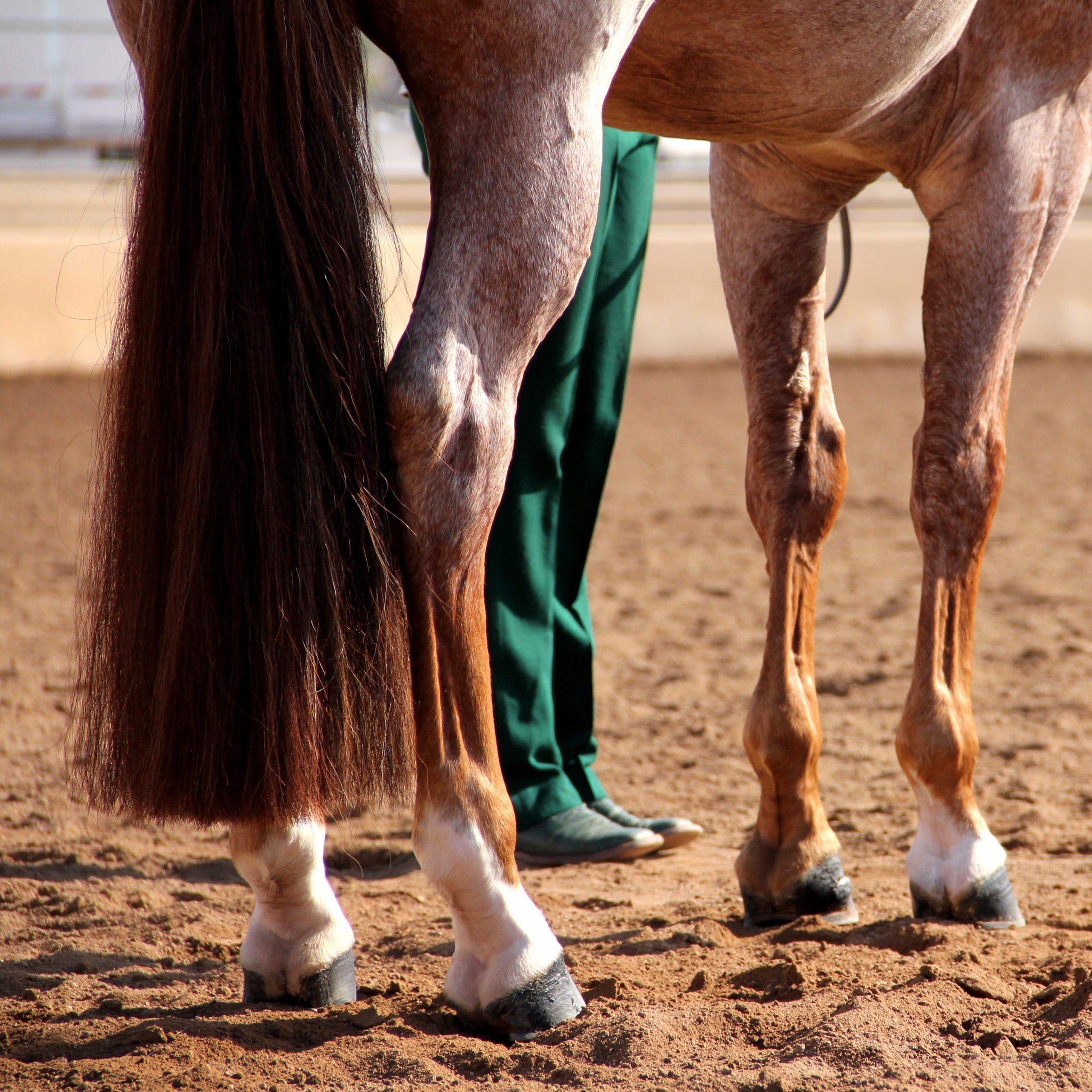 GoHorseShow Naughty Naughty Correcting Bad Behaviors In Showmanship 