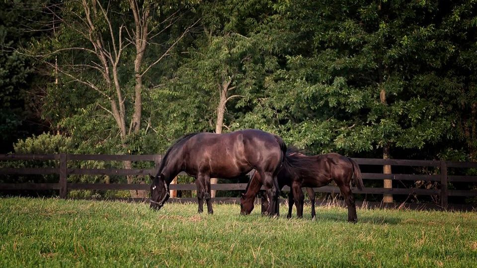 To Breed or Not to Breed – Part 2: More Factors to Consider When Deciding to Breed a Mare