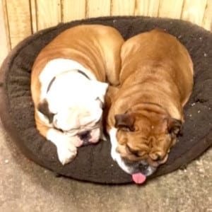 Pictured here are our bulldogs, Gertie and Gunner, who have made too many trips to the Korean taco truck.