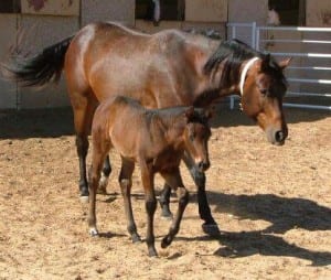 The Bay Mare with the filly beside her is Lucy  - Kelley Mundrick’s Mare with the baby of Sally the mare that she brought back from broodmare sound. 