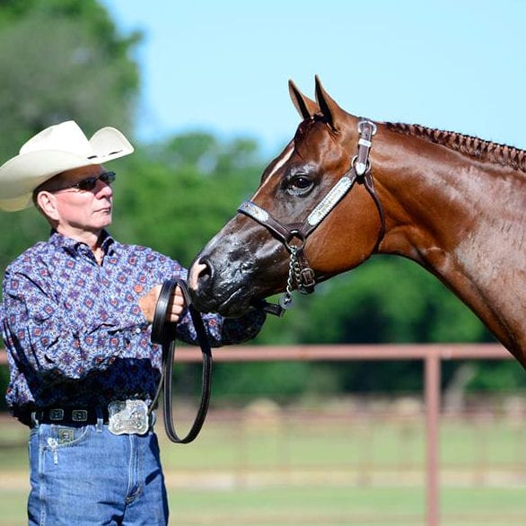 GoHorseShow - 10 Quick Tips: Showing Halter with Ted Turner
