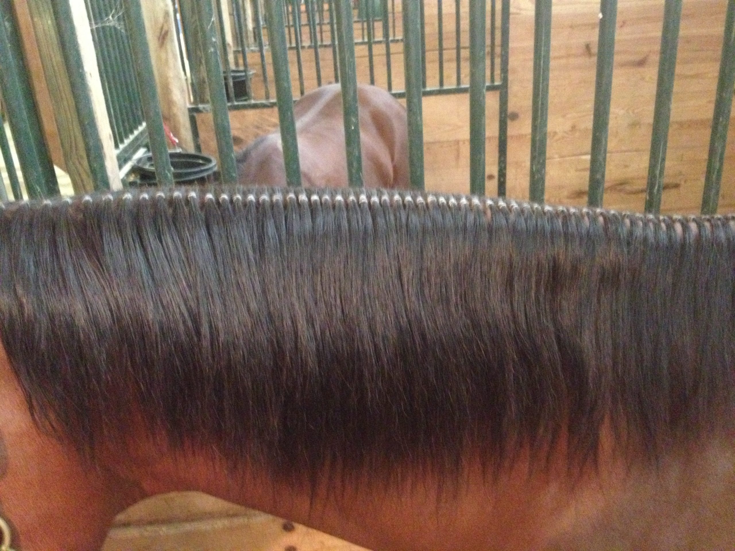 Long Manes banded one row