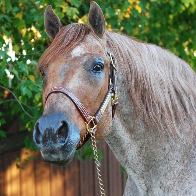 GoHorseShow - The Industry Loses a Legend: Zippos Mr Good Bar Laid