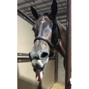 It is half way through the AQHYA Youth World, and the horses are exhausted already. This picture illustrates what my mare, Zips Bossy Chip, thinks about that! 