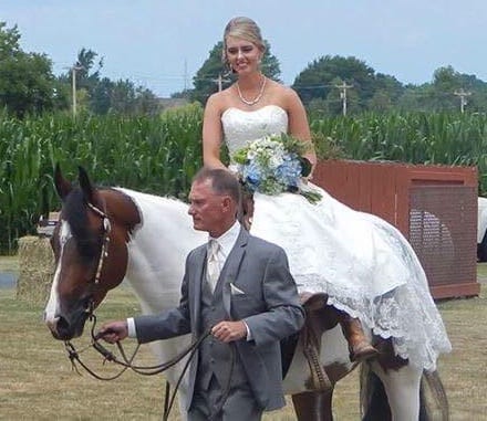 wedding brown horse