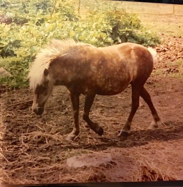 Pictured here is Brooke's beloved Pony, "Shy", who Brooke had his pictured taped to her hospital bed while she was in the hospital. 