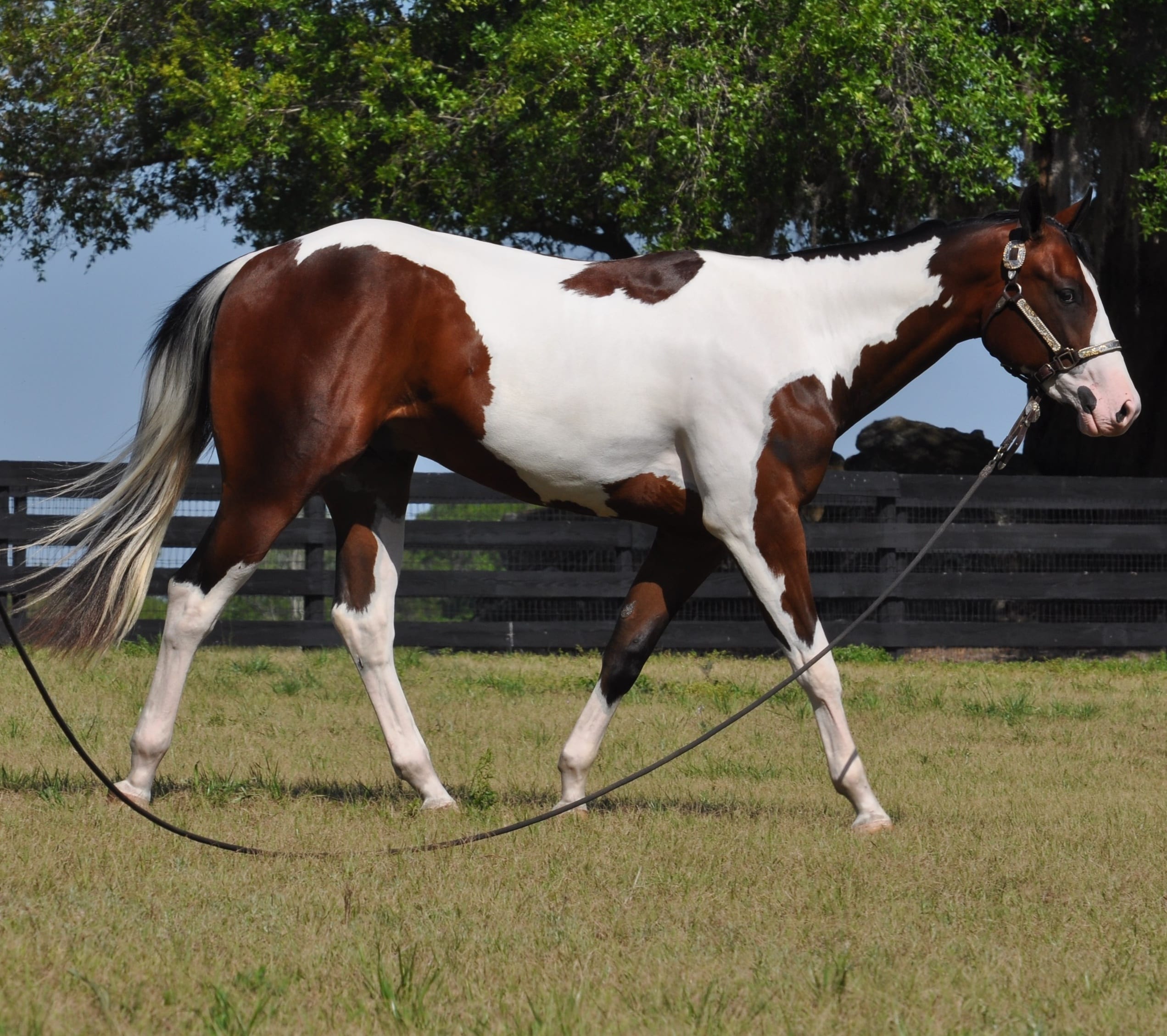 right yearling photo