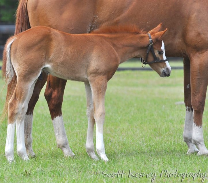 weanling photo