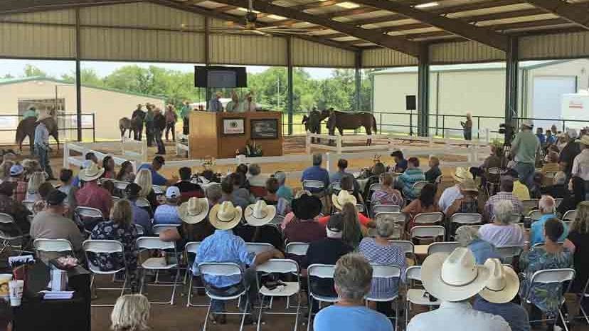 Winners – Terry Bradshaw Quarter Horses