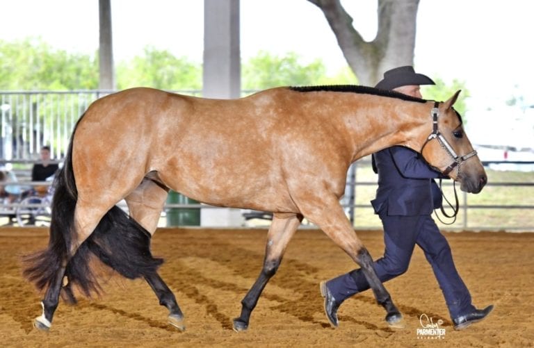 gohorseshow-what-to-look-for-in-the-perfect-showmanship-horse