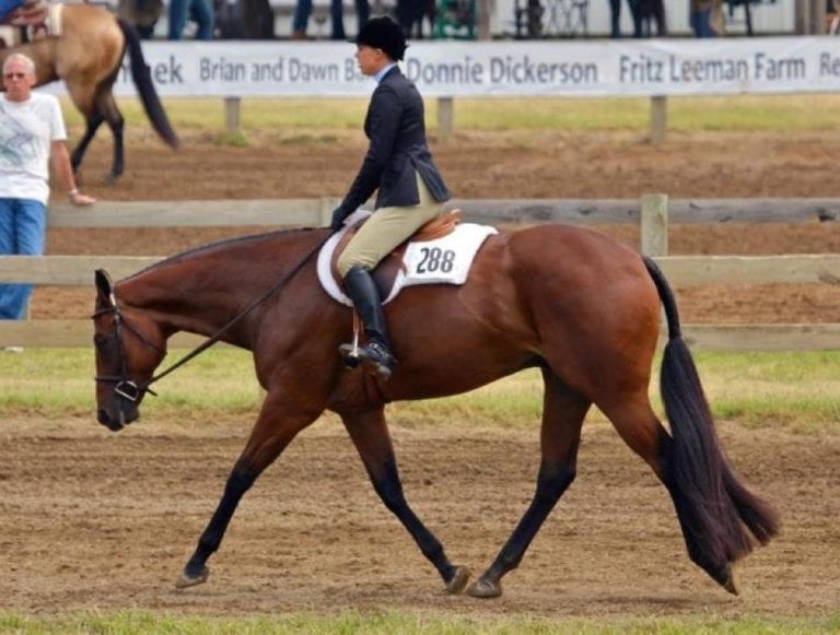 GoHorseShow What to Look for in the Perfect Hunter Under Saddle Horse