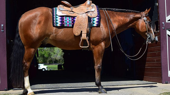 en sælger Thrust glide GoHorseShow - Bid Now on Horses and Saddles - April Internet Auction