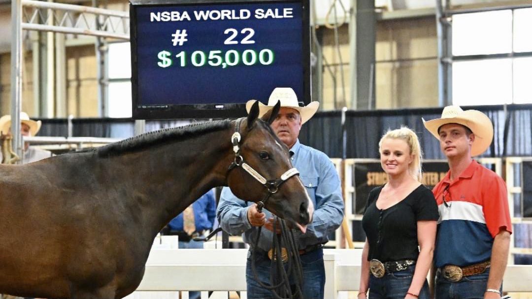GoHorseShow - NSBA BCF Yearling Sale High Seller by RL Best Of Sudden