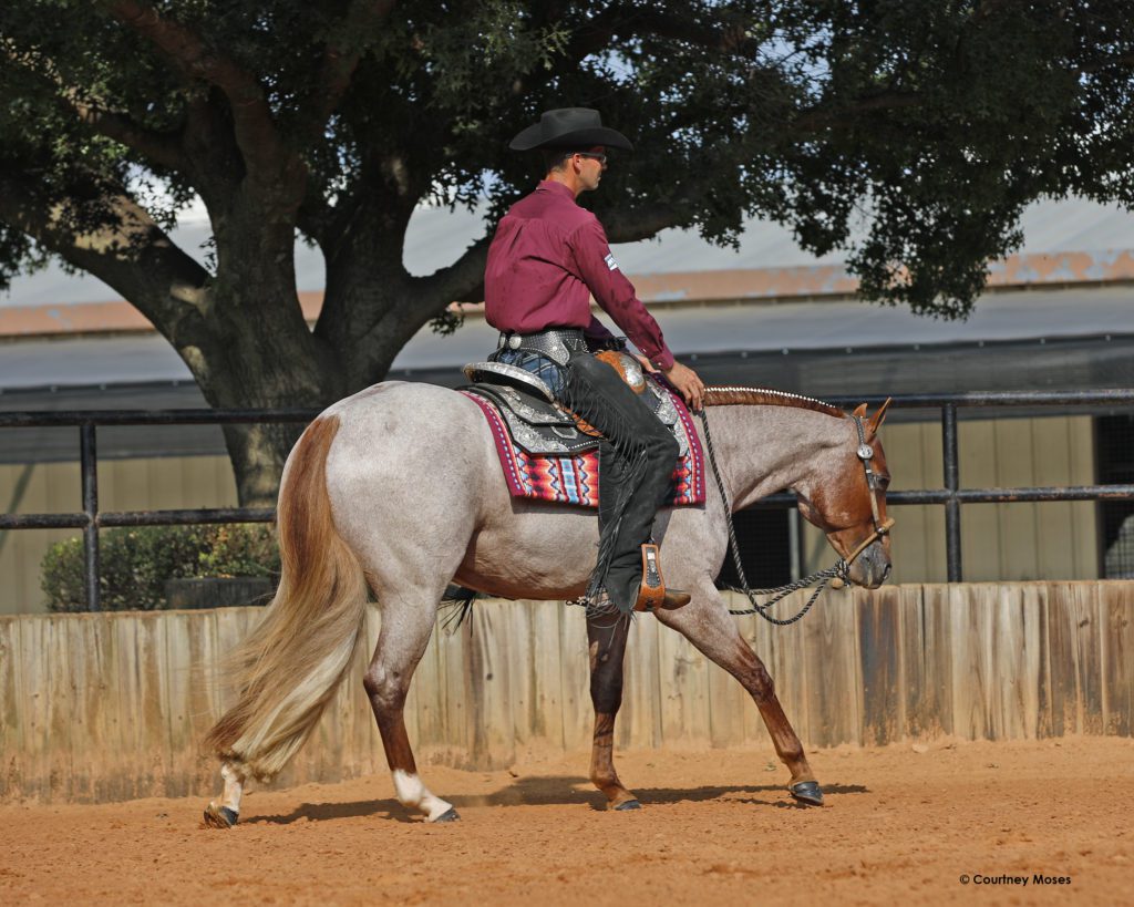 GoHorseShow Is Your Horse a Slacker or Should You Cut Them Some Slack