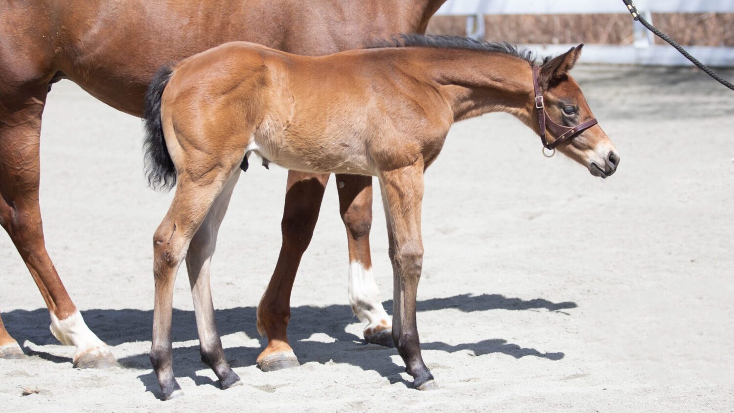 Remember the Horse that almost killed the Foal - He re-trained 