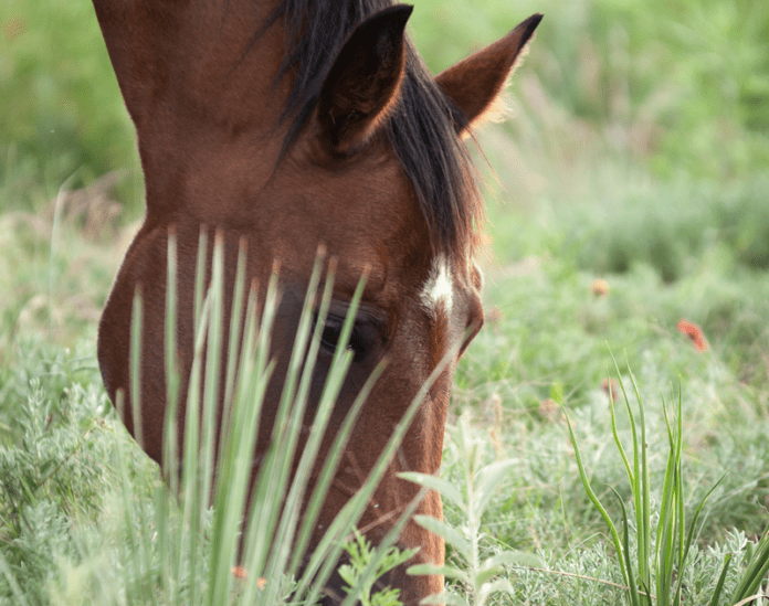 GoHorseShow Get the 2024 AQHA Rulebook