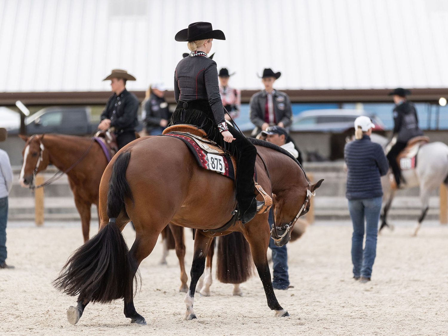 GoHorseShow 28 Florida Gold Gulf Coast 2024 Natural Flash Photography   28 Florida Gold Gulf Coast 2024 Natural Flash Photography 