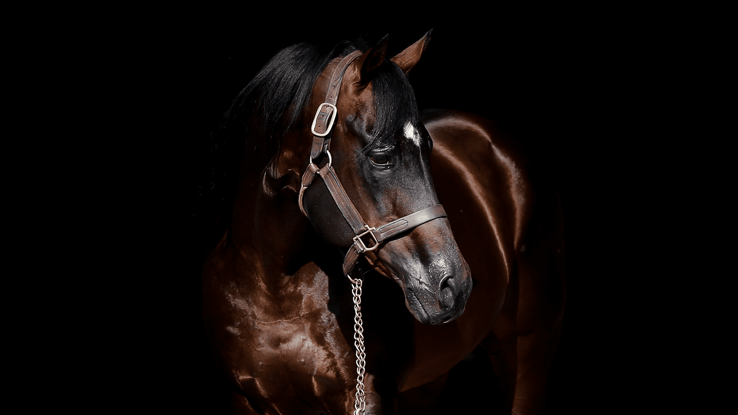 GoHorseShow Oklahoma Quarter Horse Hall of Fame to Induct Four