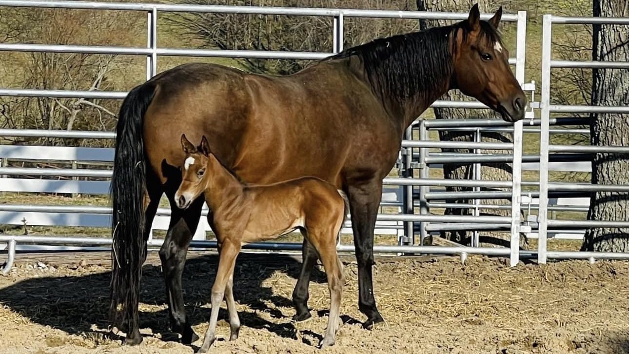 GoHorseShow - Tapping into the Potential: The Benefits and Disadvantages of  In-Utero and Embryo Sales with Katie Van Slyke